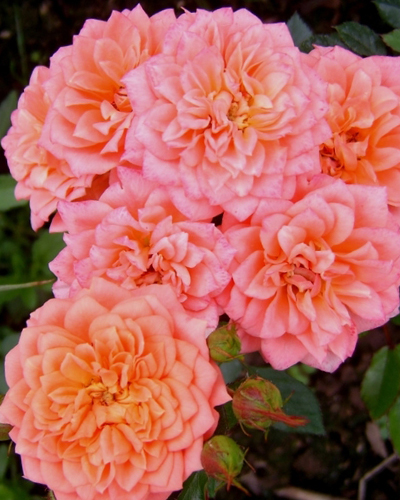 роза Нинетта (Ninetta)