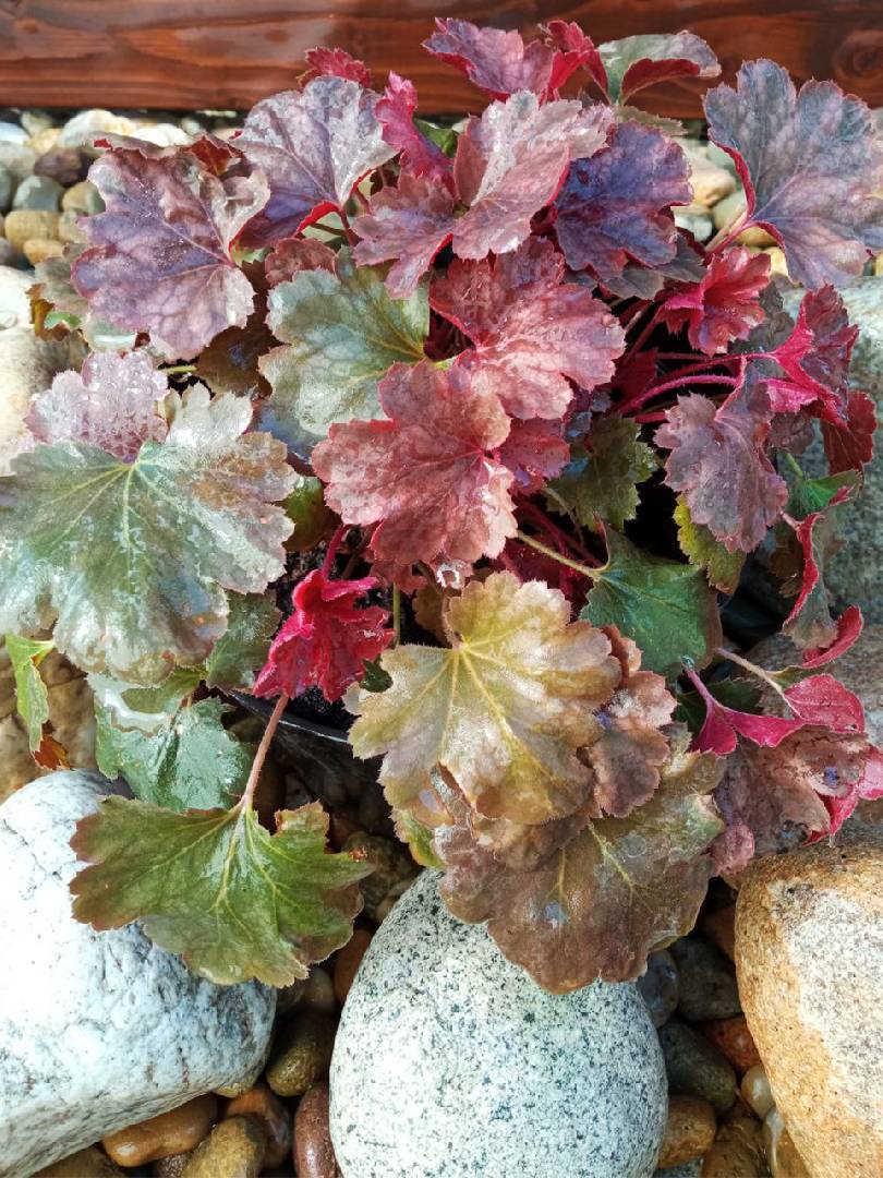 Гейхера Черри Кола (Heuchera Cherry Cola)