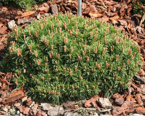 Сосна горная Парадкиссен (Pinus mugo uncinata Paradekissen)
