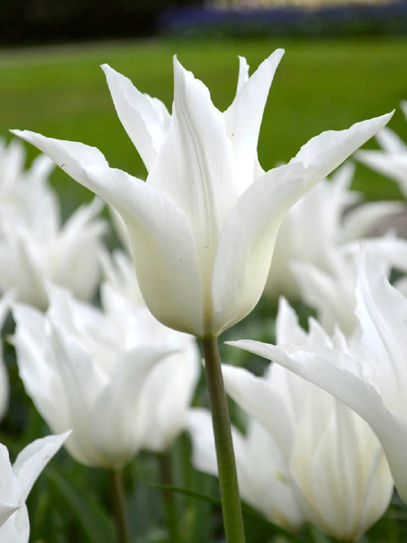 Тюльпан Lily-flowered White Triumphator