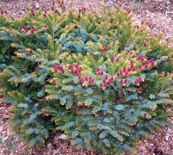 Ель двухцветная Хоувеллс Дварф (Picea bicolor Howell's Dwarf)