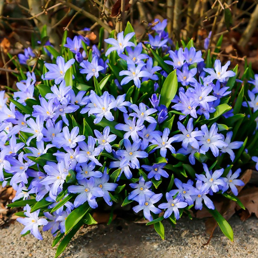 Хионодокса Forbesii Хионодокса Forbesii