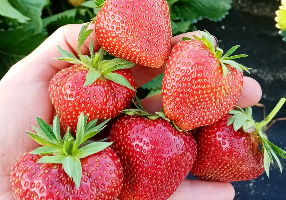 Клубника Магнус