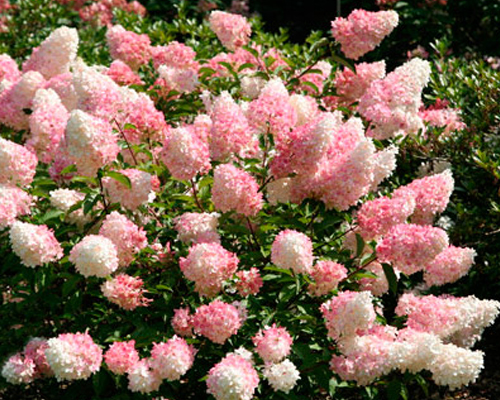 Гортензия метельчатая Ванилла Фрейз (Hydrangea paniculata Vanilla Freise) Гортензия метельчатая Ванилла Фрейз (Hydrangea paniculata Vanilla Freise)