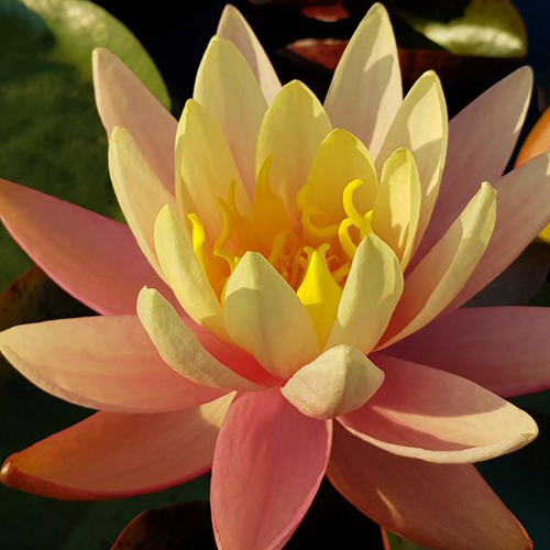 Кувшинка / Нимфея Пинк Грейпфрут (светло-розовая) Кувшинка / Нимфея Пинк Грейпфрут (светло-розовая)