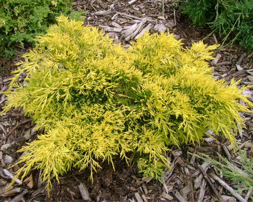 Можжевельник средний Кинг оф Спринг (Juniperus x media Pfitzeriana King of Spring)