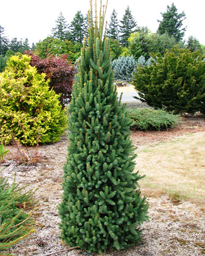 Ель обыкновенная Купрессина (Picea abies Cupressina)