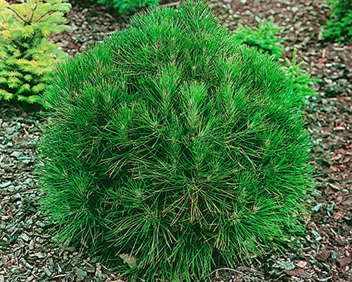 Сосна черная Спилберг (Pinus nigra Spielberg)