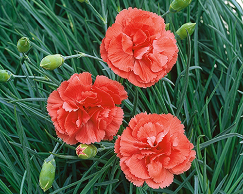 Гвоздика перистая Диана (Dianthus plumarius Diana)