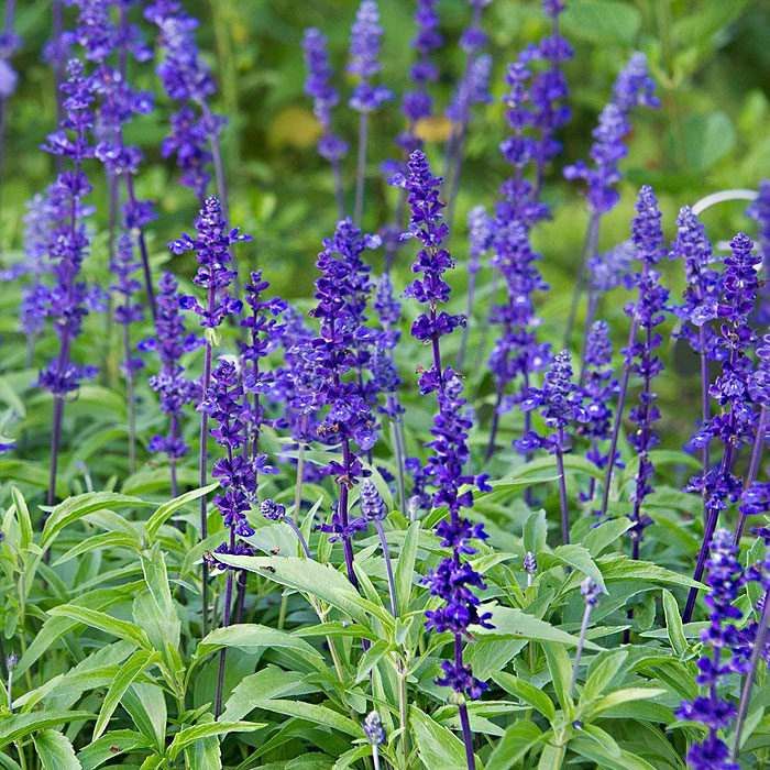 Шалфей мучнистый Виктория Блю