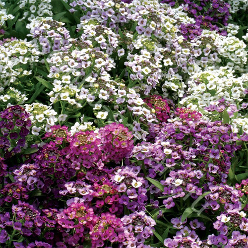 Алиссум ампельный Клеа Кристал Микс (Alyssum Claire Christal Mix)