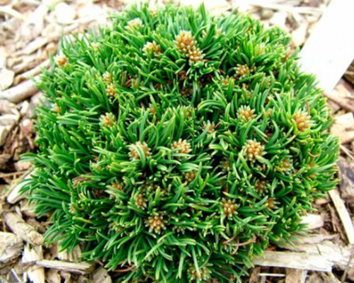 Сосна горная Михаль (Pinus mugo Michal)