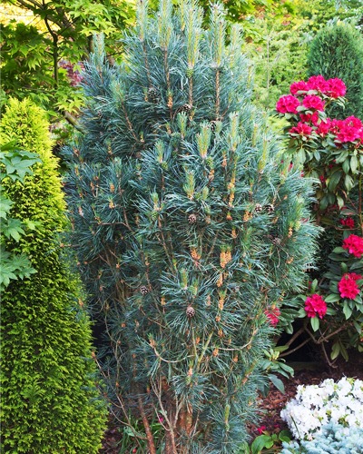 Сосна обыкновенная Глаука Фастигиата (Pinus sylvestris Glauca Fastigiata)