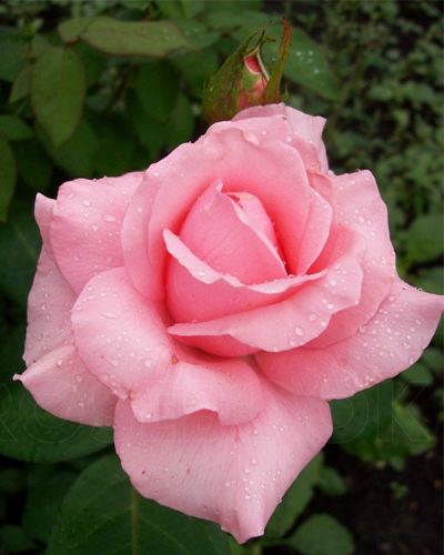 роза Карина (Carina)
