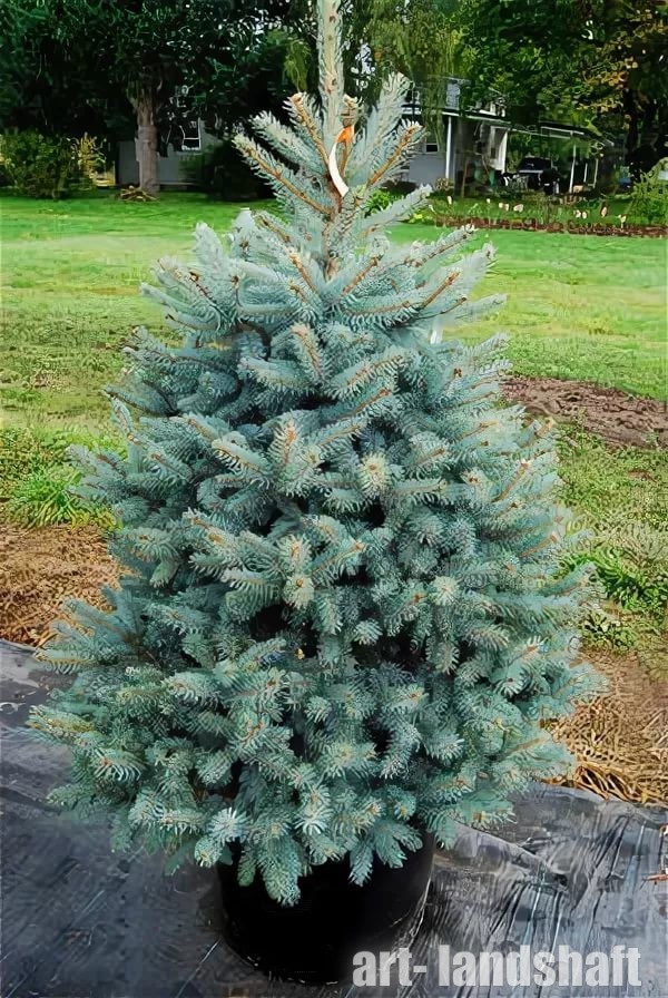 Ель колючая Бэби Блю Айс (Picea pungens Baby Blue Eyes)