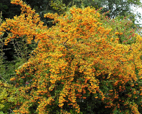 Пираканта Солейл д'Ор (Pyracantha Soleil d'Or)