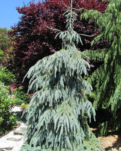 Ель энгельмана Глаука (Picea engelmannii Glauca)