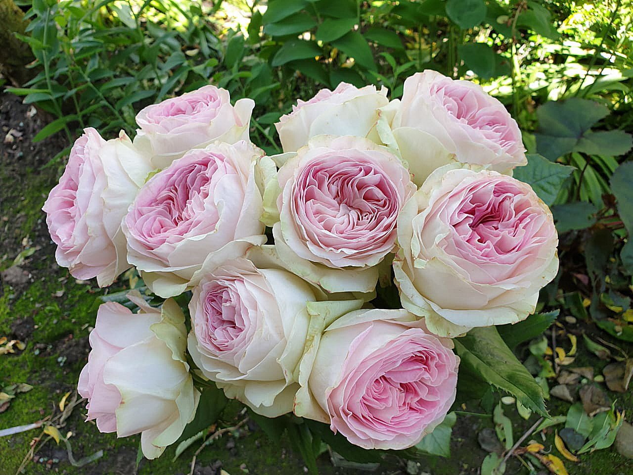 роза Помпонелла Саммерхаус