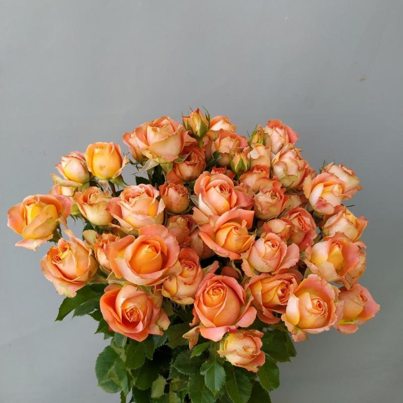 роза Джус Сенсейшн роза Джус Сенсейшн