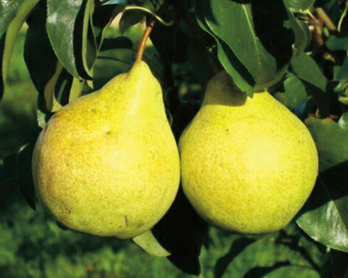 Груша Просто Мария