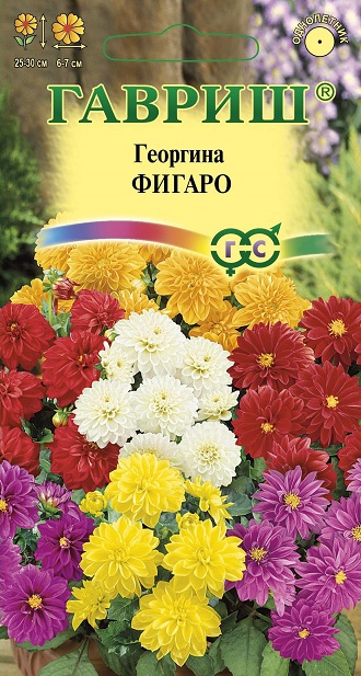 Георгина Фигаро 7шт. Н9 ГАВРИШ