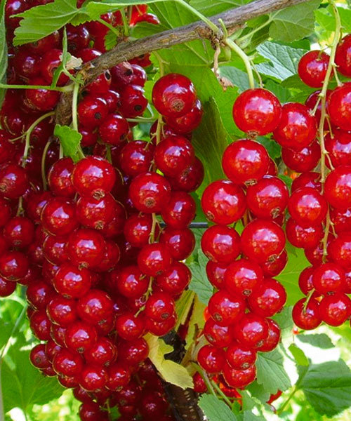 Смородина красная Ролан