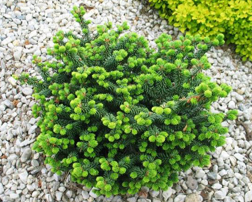 Пихта корейская Нана (Abies koreana Nana) Пихта корейская Нана (Abies koreana Nana)