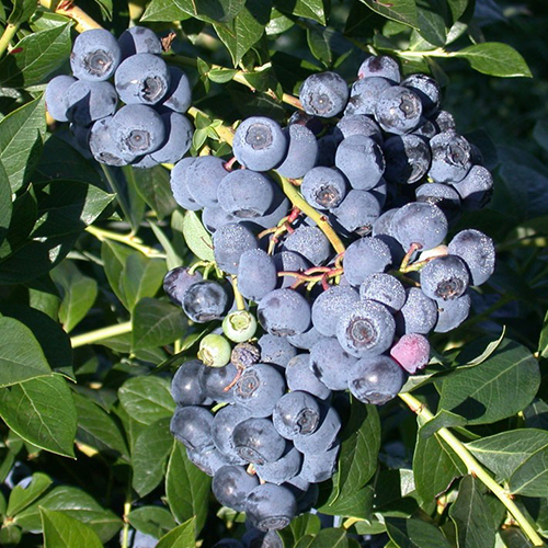 Голубика садовая Река (Vaccinium corymbosum Reka) Голубика садовая Река (Vaccinium corymbosum Reka)