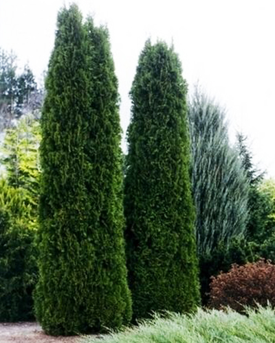 Туя западная Фастигиата (Thuja occidentalis Fastigiata)