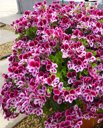 герань ангела