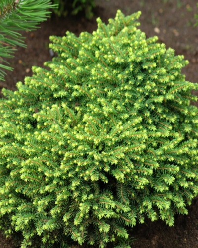Ель обыкновенная Литтл Джем (Picea abies Little Gem)