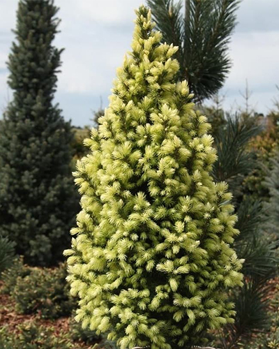Ель канадская Бисенталер Фрюлинг (Picea glauca Biesenthaler Fruhling)