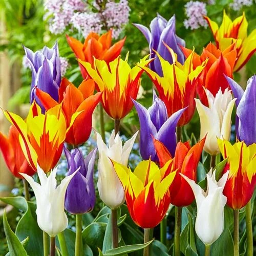 Тюльпан Lily-flowered Mixed