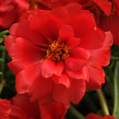 Портулак крупноцветковый Хэппи Трилс Дип Ред (Portulaca grandiflora Happy Trails Deep Red) Портулак крупноцветковый Хэппи Трилс Дип Ред (Portulaca grandiflora Happy Trails Deep Red)
