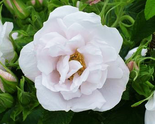 Роза-ругоза Вайт Перфекшн (Rose-rugosa White Perfection) Роза-ругоза Вайт Перфекшн (Rose-rugosa White Perfection)