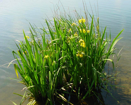 Аир болотный / обыкновенный (Acorus calamus) Аир болотный / обыкновенный (Acorus calamus)