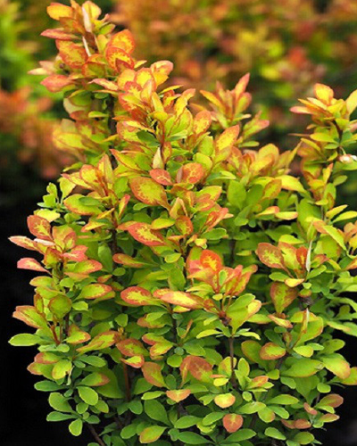 Барбарис тунберга Саммер Сансет (Berberis thunbergii Summer Sunset)