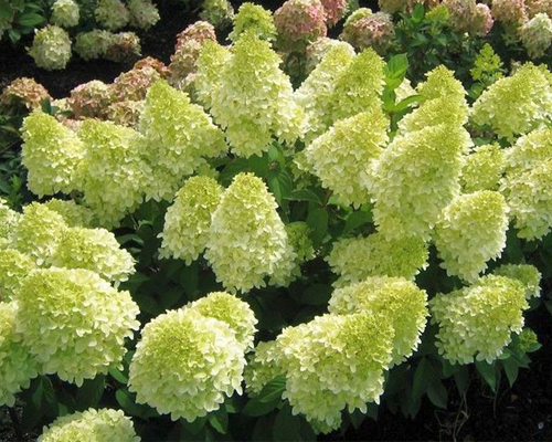 Гортензия метельчатая Меджикал Кендл (Hydrangea paniculata Magical Candle) Гортензия метельчатая Меджикал Кендл (Hydrangea paniculata Magical Candle)