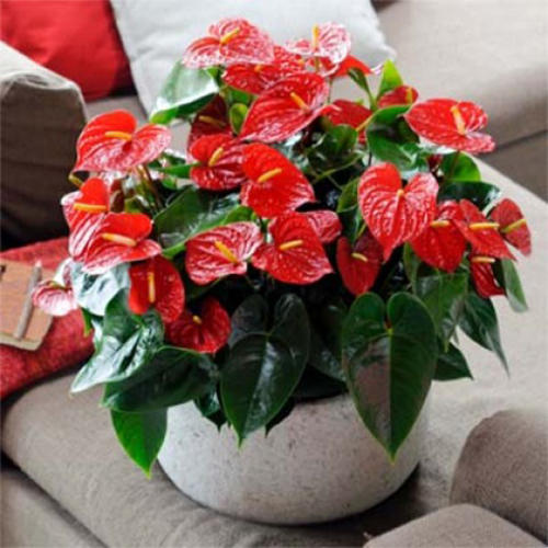 Антуриум андре Эдисон