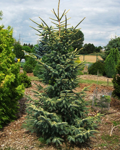 Ель черная Ауреовариегата (Picea mariana Aureovariegata)