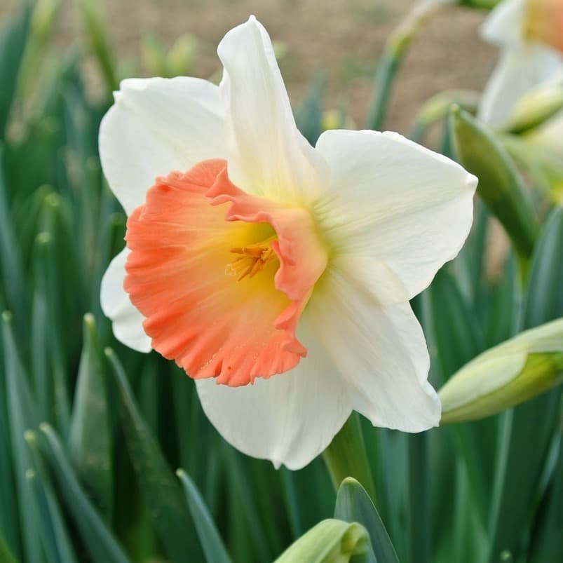 Нарцисс Single Pink Charm