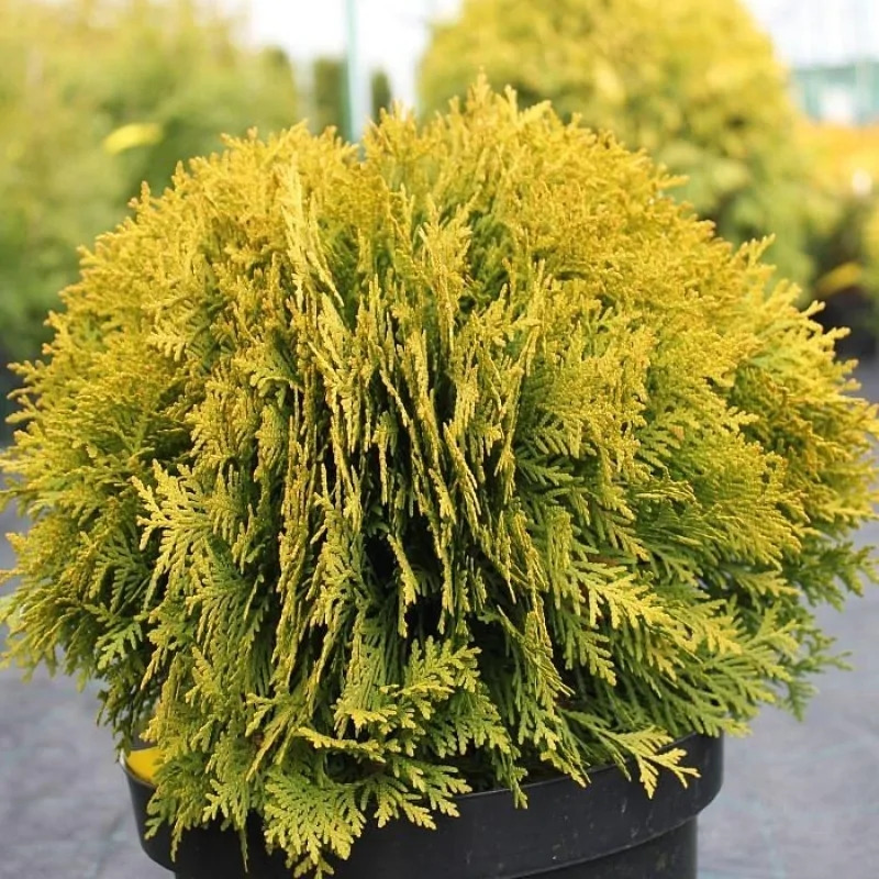 Thuja occidentalis Danica Gold