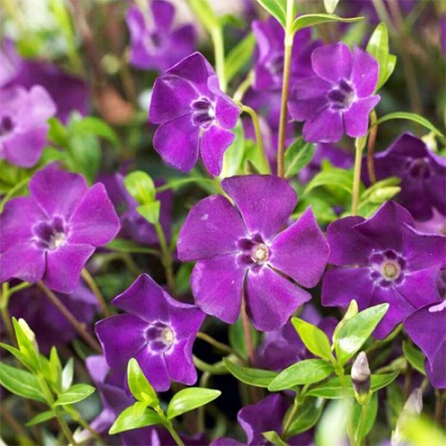 Барвинок малый Атропурпуреа (Vinca minor Atropurpurea) Барвинок малый Атропурпуреа (Vinca minor Atropurpurea)
