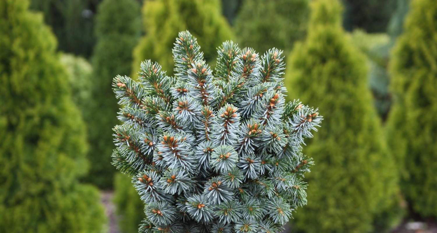 Ель ситхинская Гелерт (Gelert)