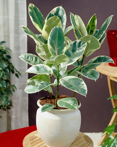 Фикус эластика Тинеке (Ficus elastica Tineke)