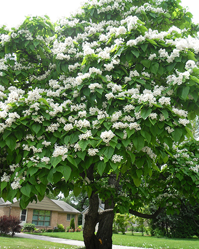 Катальпа бигнониевидная