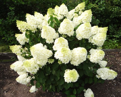Гортензия метельчатая Сильвер Доллар (Hydrangea paniculata Silver Dollar) Гортензия метельчатая Сильвер Доллар (Hydrangea paniculata Silver Dollar)