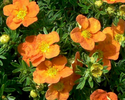 Лапчатка кустарниковая Танжерин (Potentilla fruticosa Tangerine)