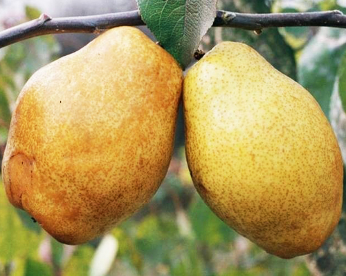 Груша Сеянец Киффера