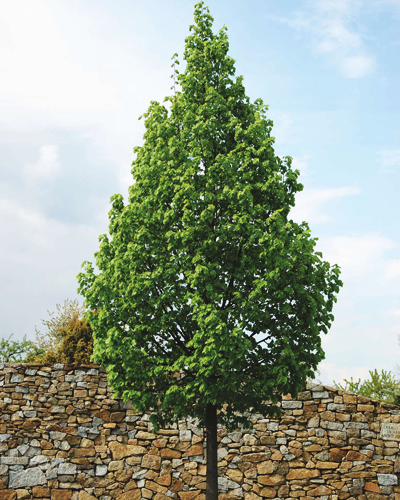 Липа мелколистная Ранчо (Tilia cordata Rancho) Липа мелколистная Ранчо (Tilia cordata Rancho)